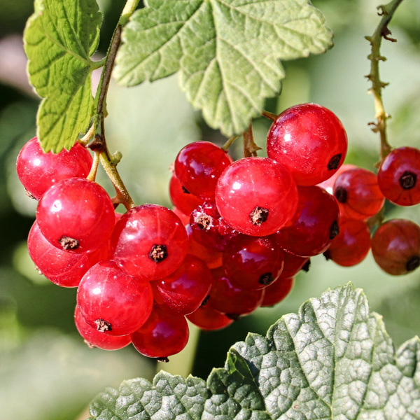 Ribes Uva-Crispa (Kruisbes) - Set van 3