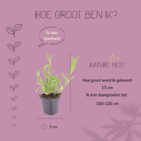 12 Ijzerhard planten | Verbena bonariensis | Tuinplanten | Planten