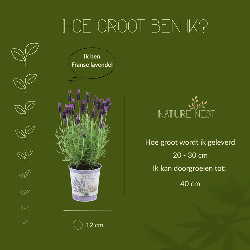 Set van 3 Franse lavendelplanten in sierpot 'Deluxe' | 3 x Ø12 cm - ↕25 cm