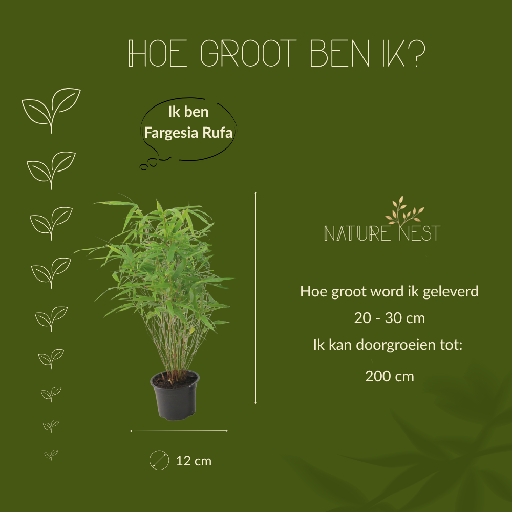 Fargesia Rufa