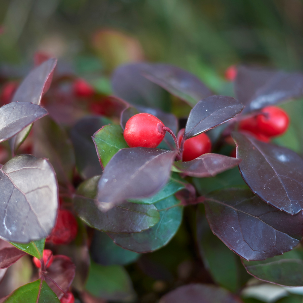 Set of 3 Mountain Tea Plants | 3x Gaultheria procumbens Big Berry Ø 12 cm ↕ 20 cm