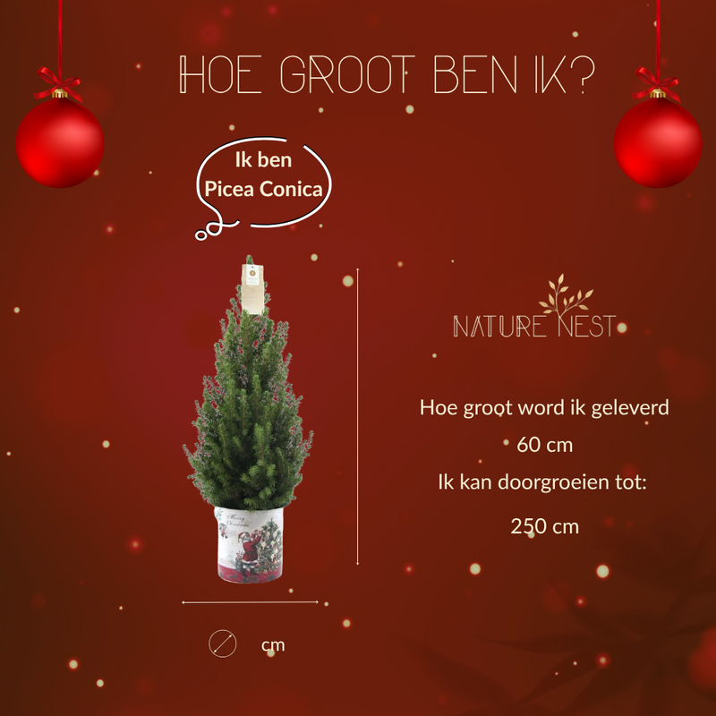 Kerstboom in Kerstman pot | 1x Picea Conica 'December' | 19 cm Ø | 60 cm ↕