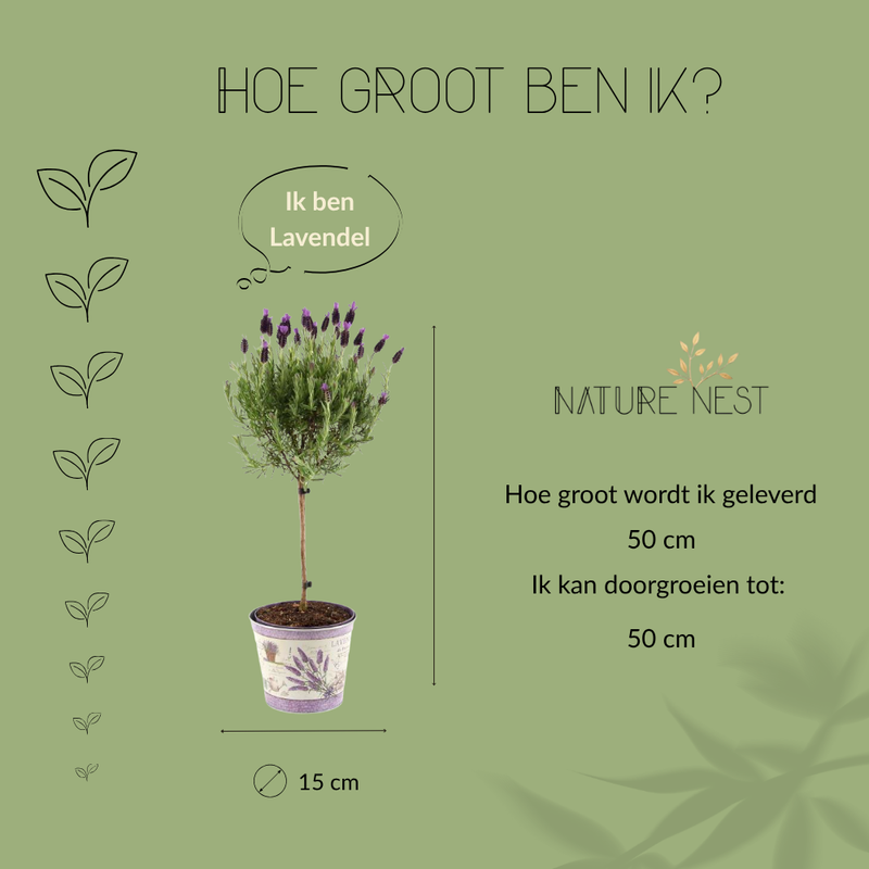 Set van 2 Franse lavendel op stam in sierpot 'Deluxe' | 2 x Ø15 cm - ↕50 cm