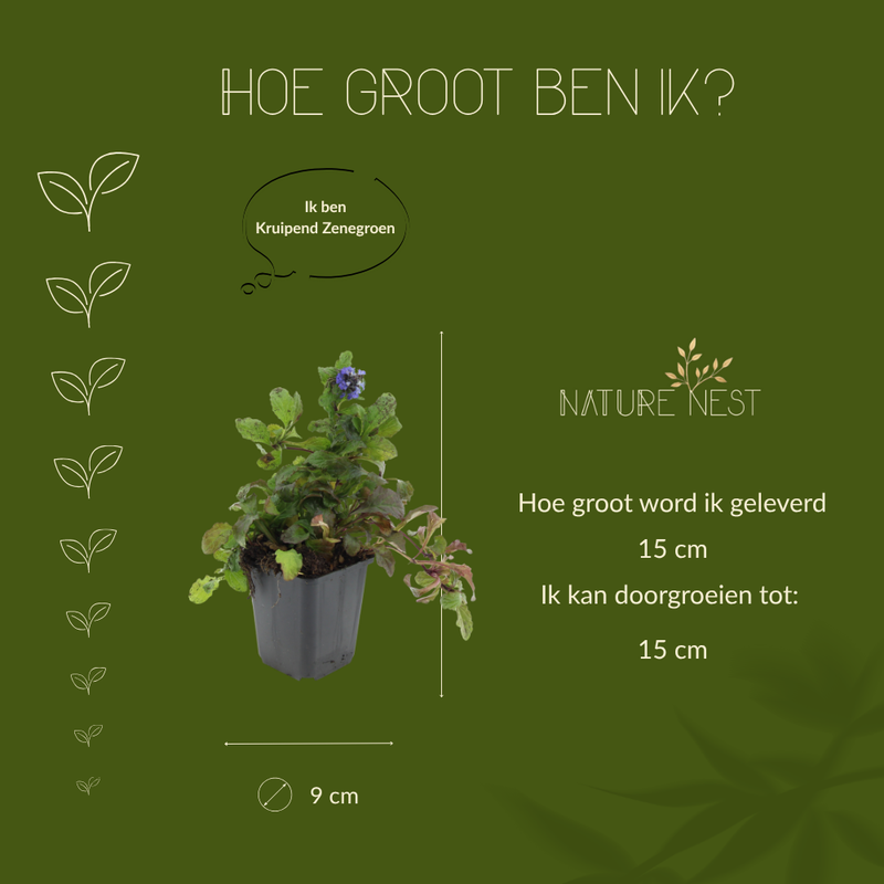 12 Kruipend zenegroen planten | Ajuga reptans | Tuinplanten | Planten