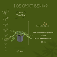 12 Witte Maagdenpalm planten | Vinca minor 'Alba' | Tuinplanten | Planten