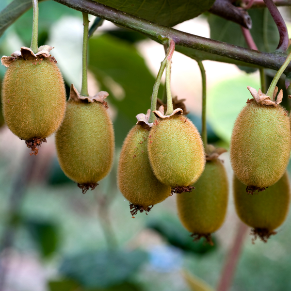 Kiwi Planten (Actinidia) - Set van 3