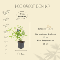 12 loodkruid planten | Ceratostigma plumbaginoides | Tuinplanten | Planten