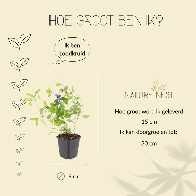 12 loodkruid planten | Ceratostigma plumbaginoides | Tuinplanten | Planten