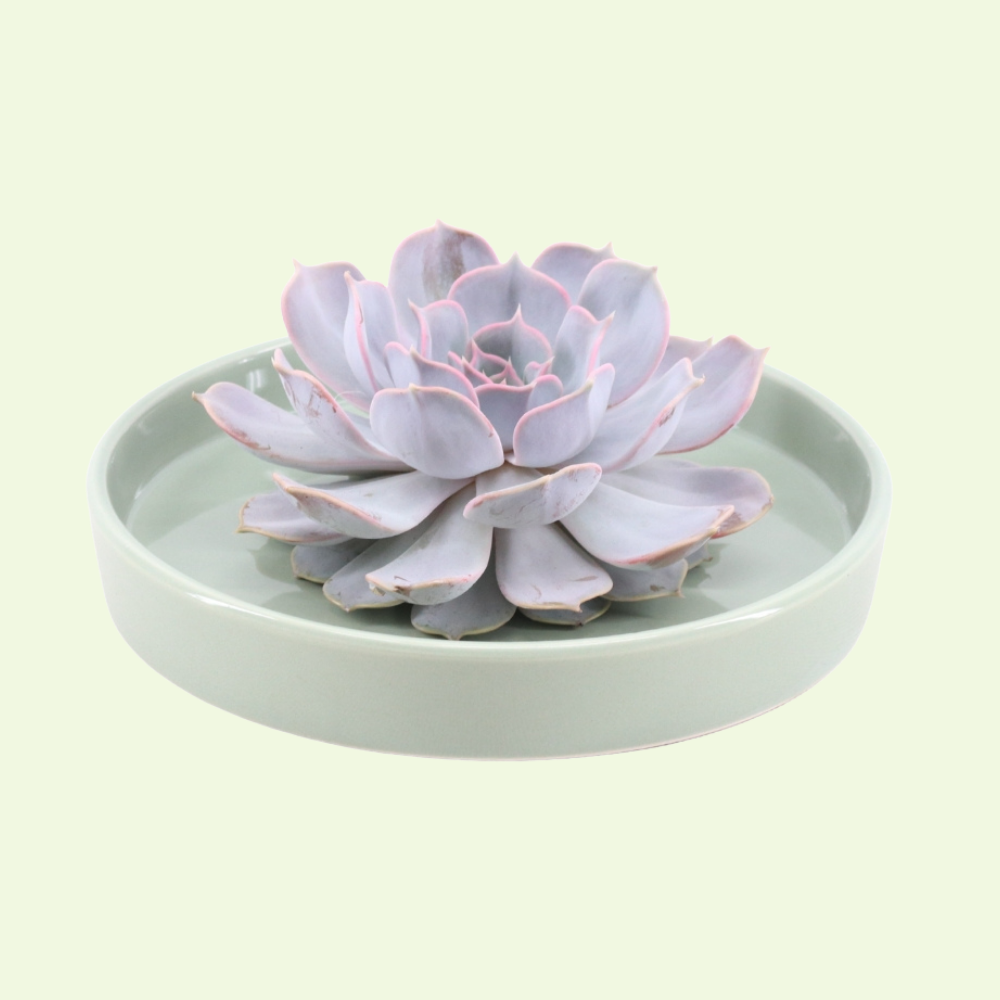 1 Succulent ‘Echeveria Lilacina’ Ø12–14 cm ↕5 cm