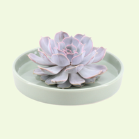 1 Succulent ‘Echeveria Lilacina’ Ø12–14 cm ↕5 cm