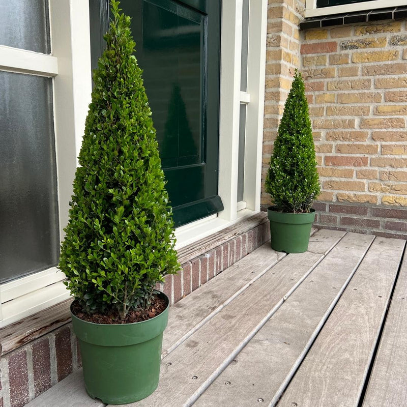 Hulstplanten Pyramide 70 cm - Ilex crenata Jenny Pyramide - 1 Stuk