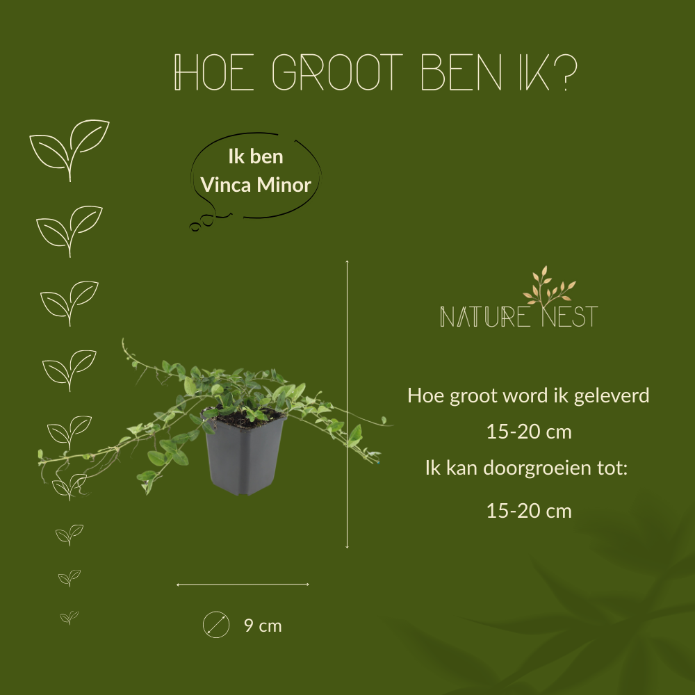 12 Paarse Maagdenpalm planten | Vinca minor 'Atropurpurea' | Tuinplanten | Planten