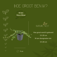 12 Paarse Maagdenpalm planten | Vinca minor 'Atropurpurea' | Tuinplanten | Planten