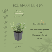 3 Bonte Kardinaalsmuts Planten | Euonymus 'Emerald 'n Gaity' | Tuinplanten