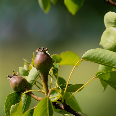 Pyrus Communis (Perenboom)