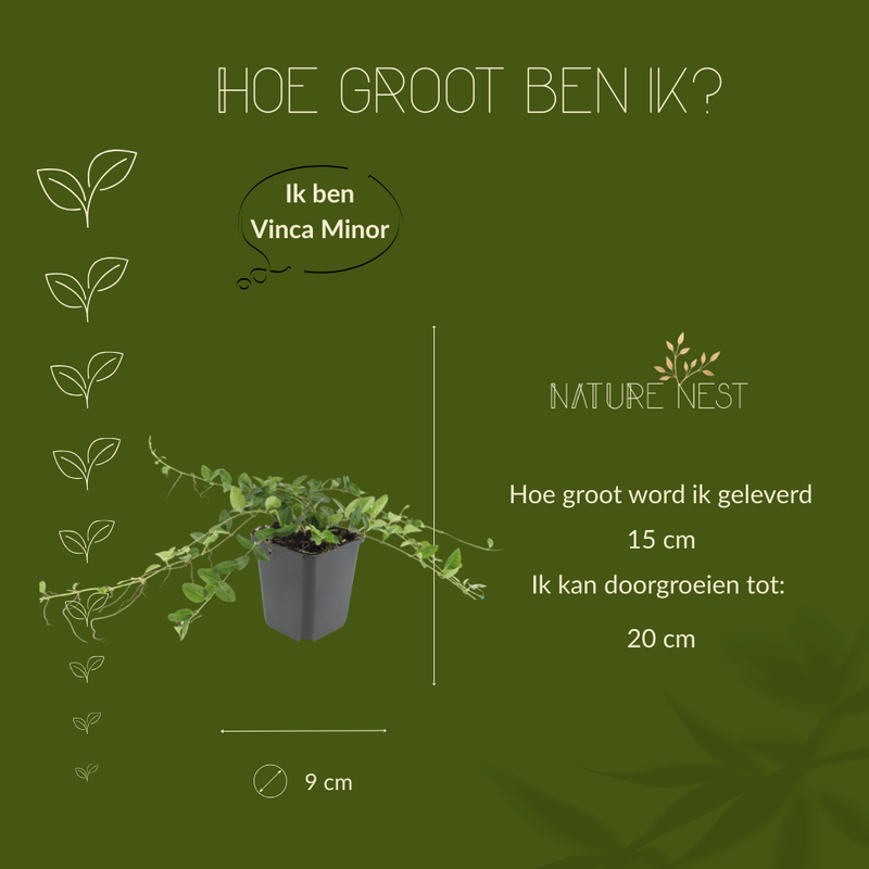 6 Witte Maagdenpalm planten | Vinca minor 'Alba' | Tuinplanten | Planten