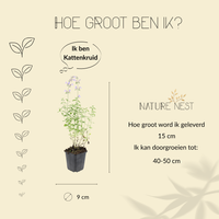 3 kattenkruid planten | Nepeta 'Walker's Low' | Tuinplanten | Planten