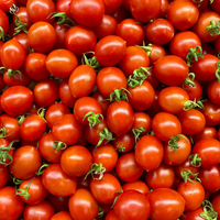 3 BIO groente Planten 'Zonnige Oogst Trio' Ø14 cm ↕40 cm