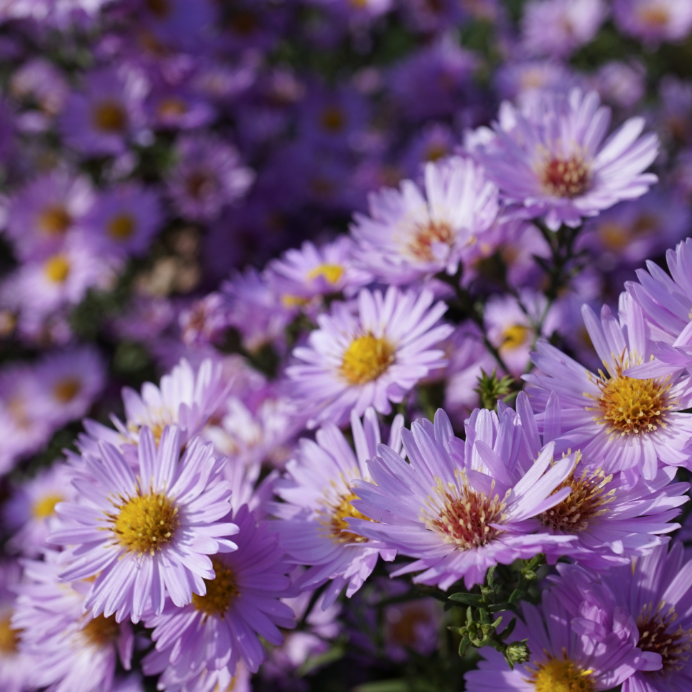 3 Asterplanten ‘Aster ageratoides Asran’ Ø9 cm ↕15 cm