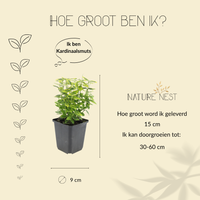 Euonymus Fortunei (Kardinaalsmuts) - Bonte Mix