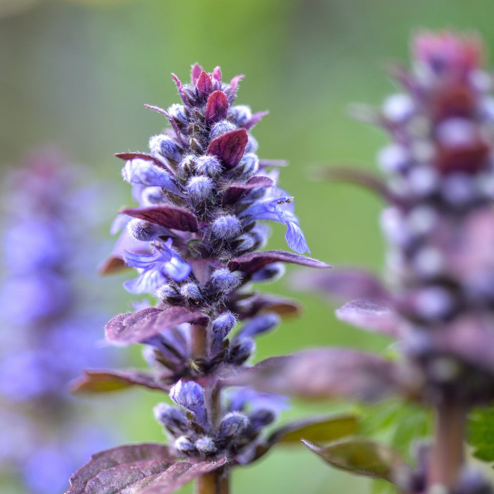 3 Kruipend Zenegroen Planten ‘Ajuga reptans’ Ø9 cm ↕15 cm