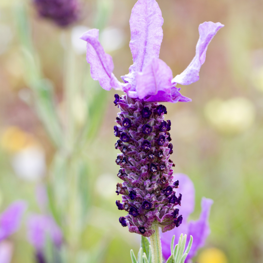 Set of 6 French lavender plants | 6 x Ø12 cm ↕25 cm | Lavandula stoechas Anouk