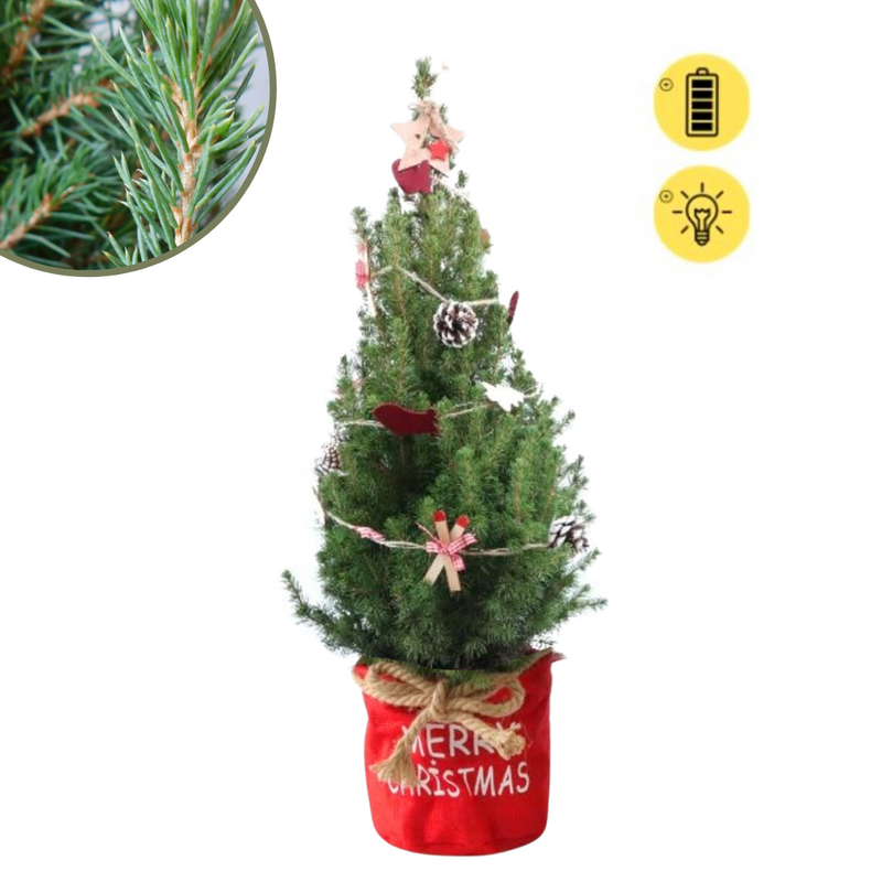 Weihnachtsbaum Picea Conica mit Winterlight-Ski-Beleuchtung im Xmas Bag Red