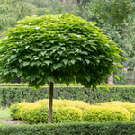 1 Bolacacia Boom ‘Robinia pseudoacacia Umbraculifera’ Ø21 cm ↕100 cm Stam 80 cm