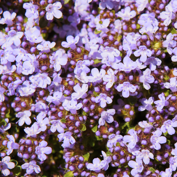 NatureNest | Kruiptijm Purple Beauty set van 3 | Thymus praecox 'Purple Beauty' | Laagblijvende bodembedekker voor zonnige plek