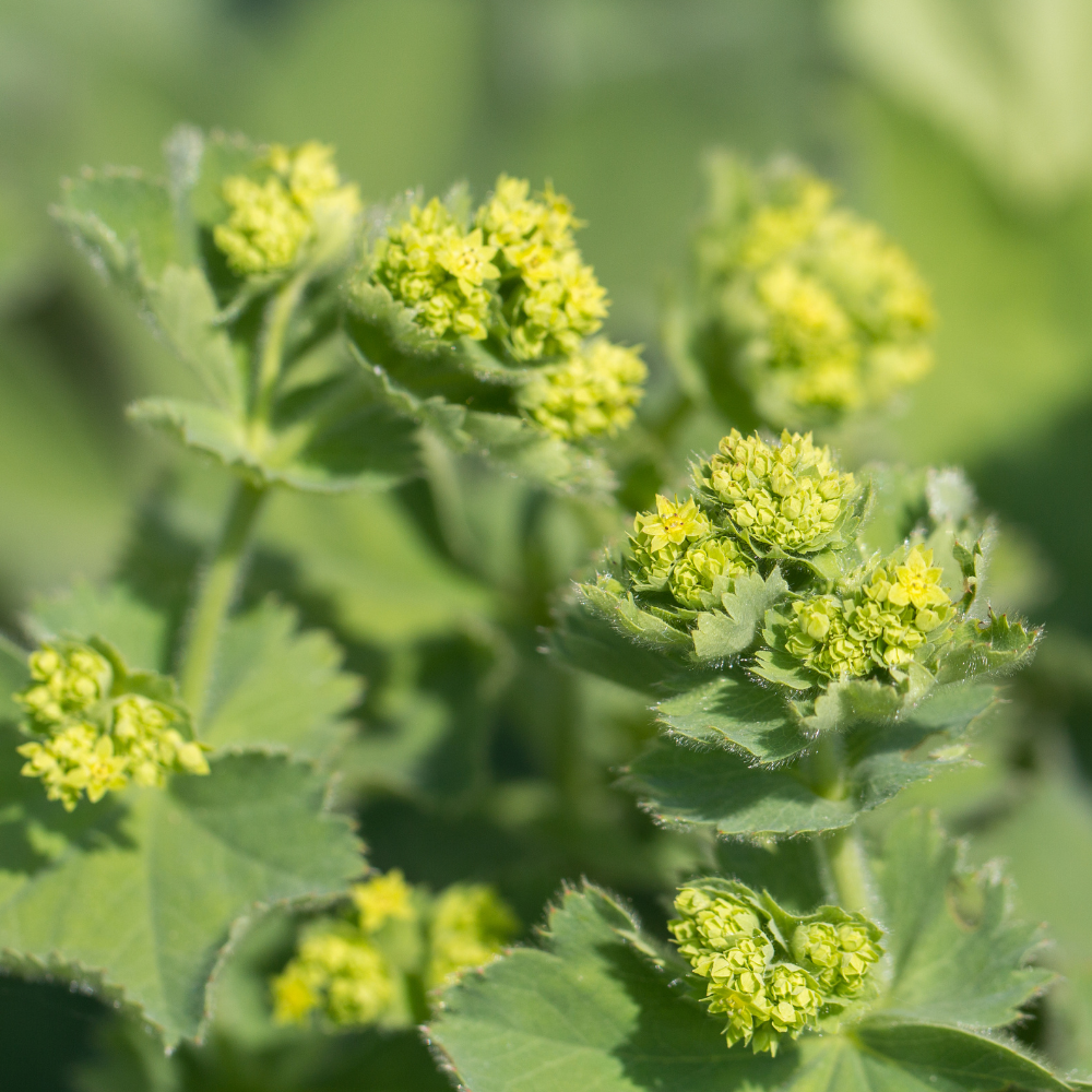 3 Vrouwenmantel Planten ‘Alchemilla mollis’ Ø9 cm ↕15 cm