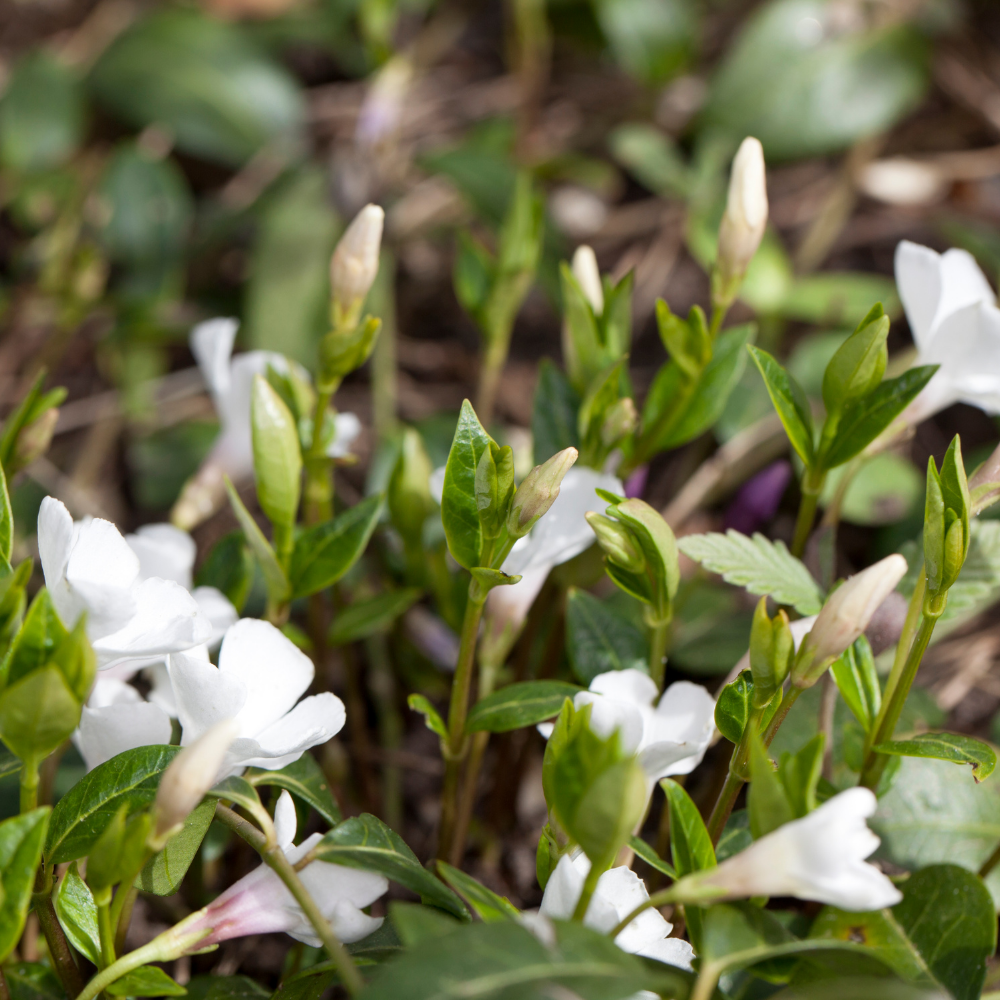 3 Witte Maagdenpalm Planten ‘Vinca minor Alba’ Ø9 cm ↕15 cm