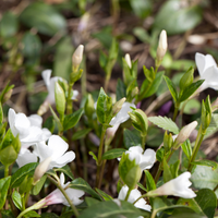 3 Witte Maagdenpalm Planten ‘Vinca minor Alba’ Ø9 cm ↕15 cm
