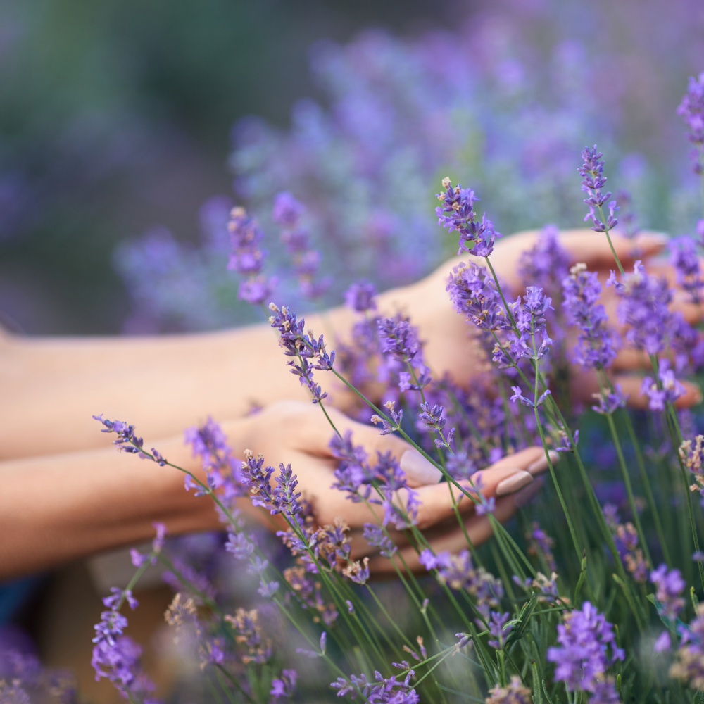 Set of 6 Hardy Lavender Plants | 6 x Ø12 cm ↕30 cm | Lavendula ang. Felice