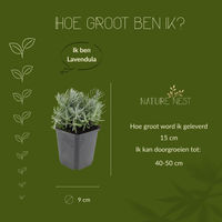 12 Lavendelplanten | Lavandula angustifolia 'Hidcote' | Tuinplanten | Planten