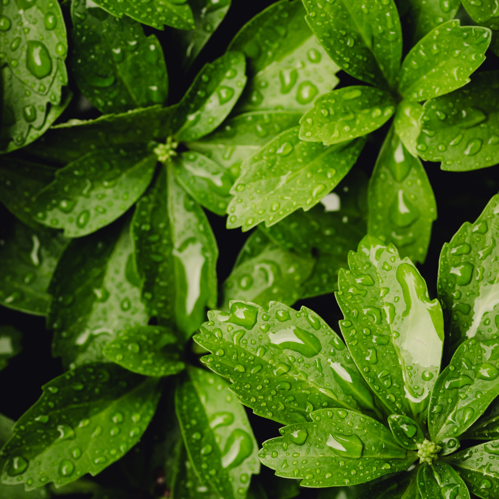 3 Dikkemanskruid Planten ‘Pachysandra terminalis’ Ø9 cm ↕15 cm