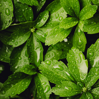 3 Dikkemanskruid Planten ‘Pachysandra terminalis’ Ø9 cm ↕15 cm