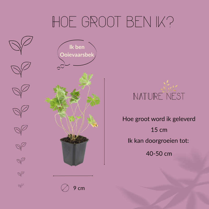 6 Ooievaarsbek Planten | Geranium 'Rozanne' | Tuinplanten | Planten