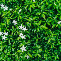 1 Toscaanse jasmijn ‘Trachelospermum jasminoides’ Ø23 cm ↕80 cm