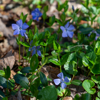 3 Blauwe Maagdenpalm Planten ‘Vinca minor’ Ø9 cm ↕15 cm