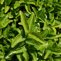 Set mit 6 Euonymus japonicus 'Green Spire' (Buchsbaumersatz) Pflanzen
