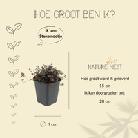 12 Stekelnoot planten | Acaena microphylla 'Kupferteppich' | Tuinplanten | Planten