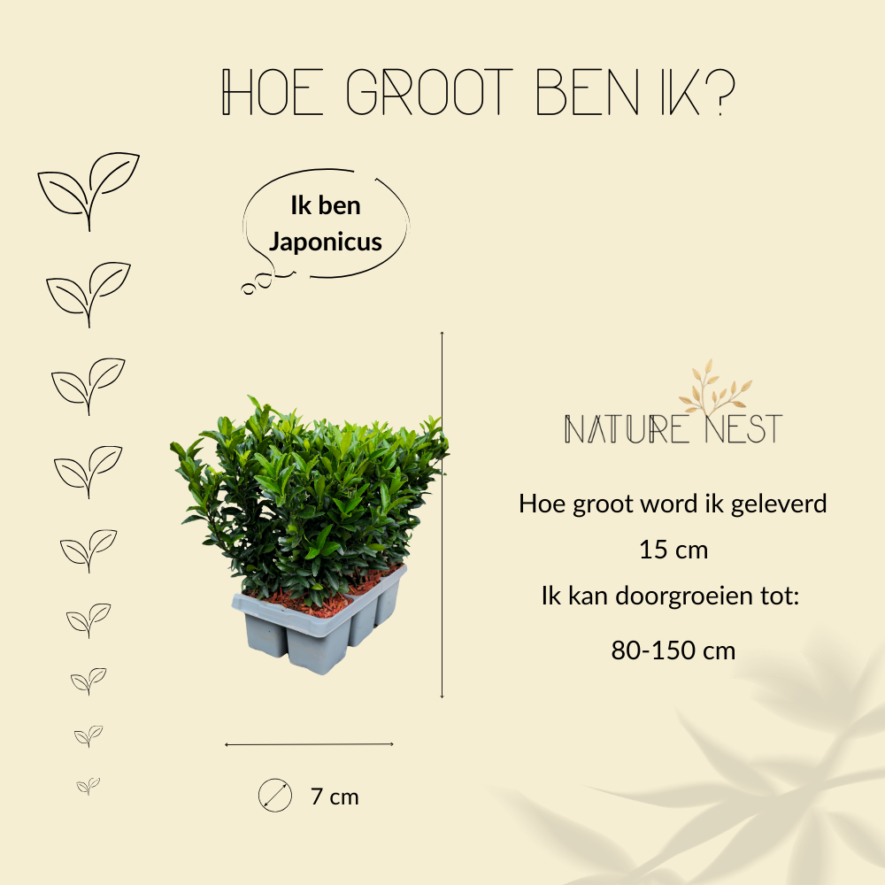 Euonymus Japonicus 'Green Spire' (Buxus Vervanger)