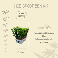 Euonymus Japonicus 'Green Spire' (Buxus Vervanger)