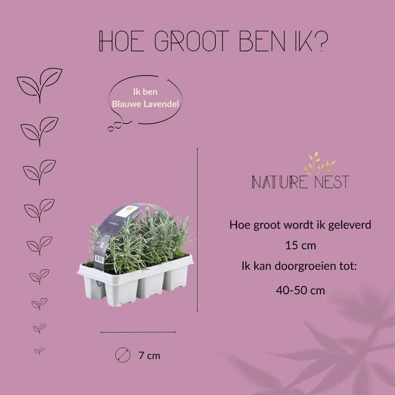 6 Blauwe Lavendelplanten | 6 x Ø7 cm - ↕15 cm | Lavendelplant winterhard | Planten