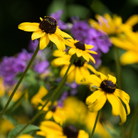 NatureNest Border Package Rosie