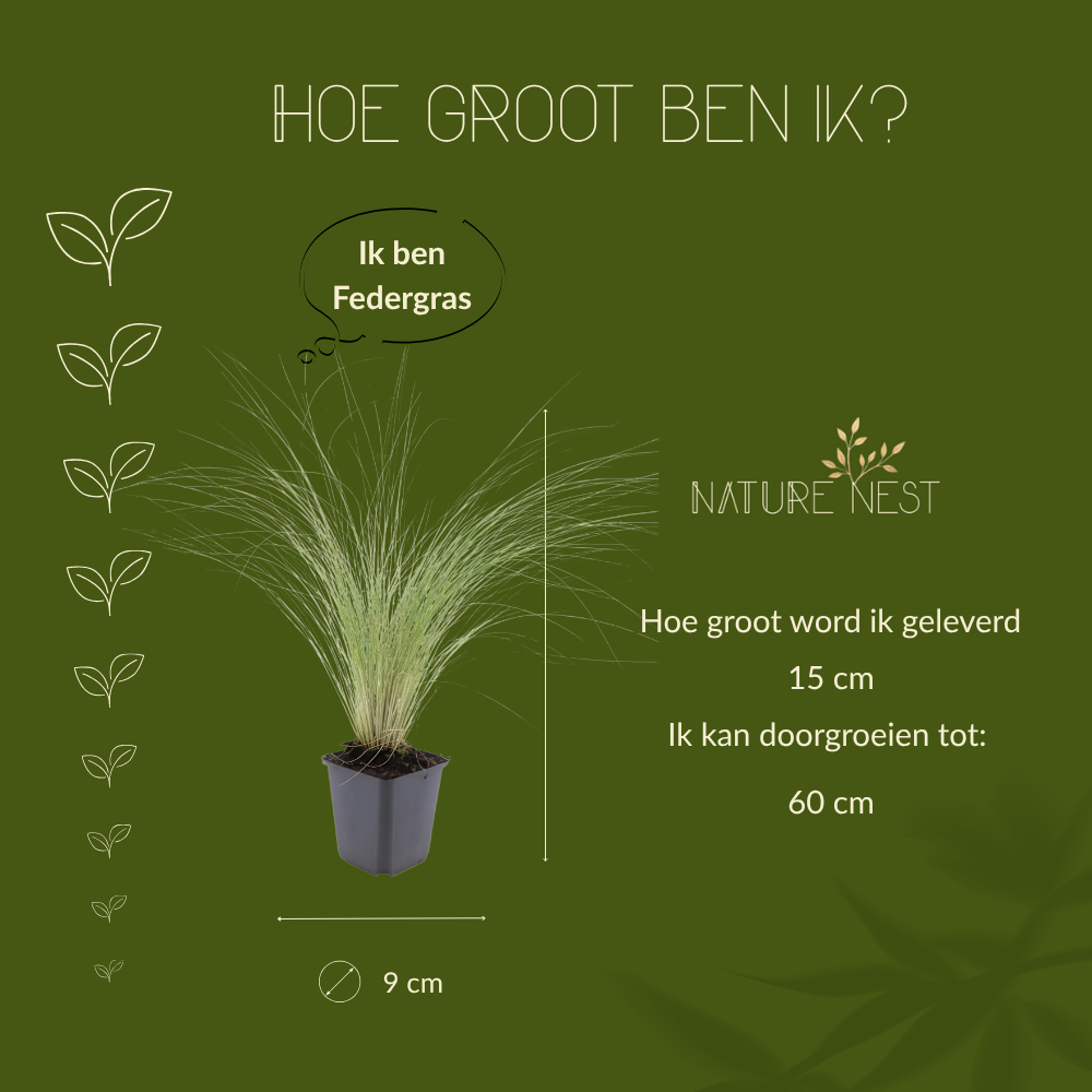 3 Federgras planten | Stipa tenuissima 'Ponytails' | Tuinplanten | Planten