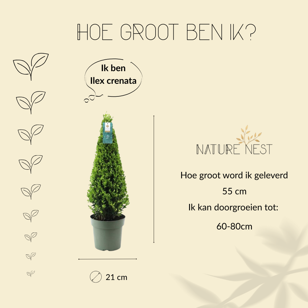 Ilex Crenata 'Jenny'