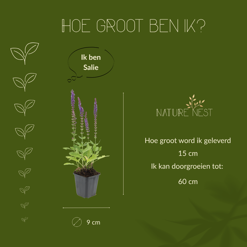 6 Salie planten | Salvia nemorosa 'Ostfriesland' | Tuinplanten | Planten