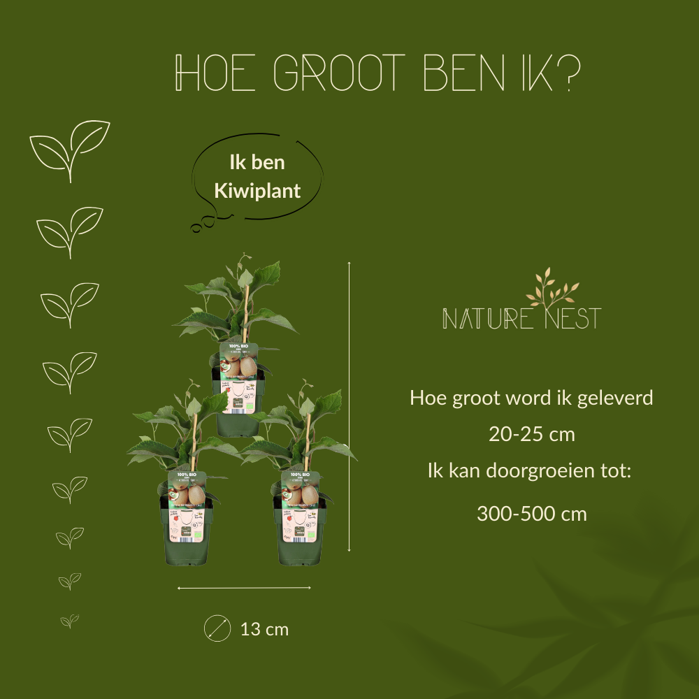 3 Kiwi Planten | 100% Biologische Fruitplanten | Kiwi Bessen | Tuinplanten