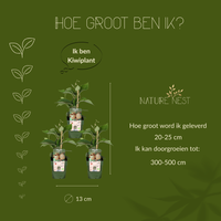 3 Kiwi Planten | 100% Biologische Fruitplanten | Kiwi Bessen | Tuinplanten